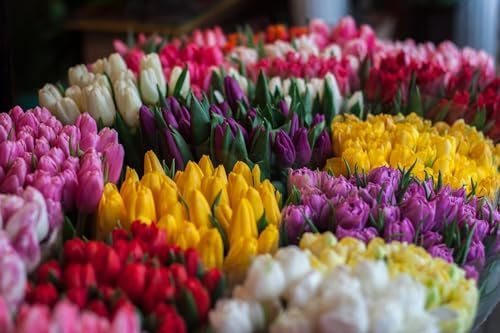 Bunte Tulpen – 1500 Teile Holzpuzzle – Geschicklichkeitsspiel für die ganze Familie, tolle Geschenkidee