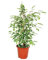 Exotenherz - FicusTwilight - Feuilles blanches et multicolores - Purificateur d'air - Pot de 12 cm