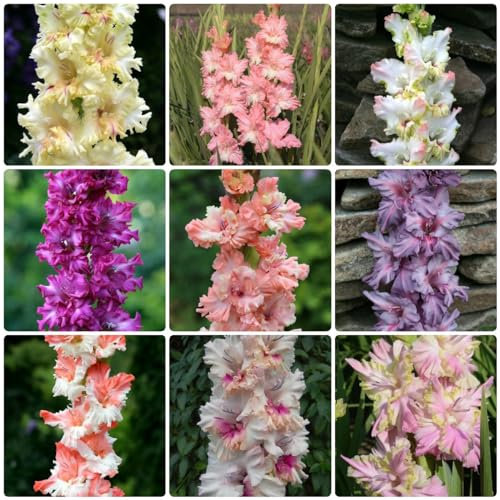 9 pcs gladiolen zwiebeln winterhart, Gladiolen Knollen, outdoor pflanzen, gartenpflanzen gladiolus zwiebeln (Gladiolus gandavensis) hydrokultur pflanzen schnittblumen stauden, blumen