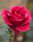 10 Seltene Rosa Rosen-Samen Blume Strauch Staude Strauch Garten Heim Exotischer Garten
