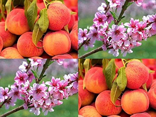 Dwarf Patio Mini Prunus Persica Peach Fruit Tree 3-4ft Supplied in a 5 Litre Pot by DirectPlants