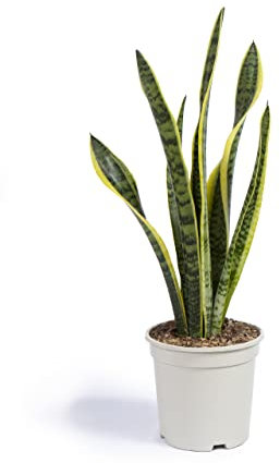 Cool Green - Plantas naturales - Sanseviera - Decoración Hogar (Sanseviera)