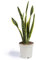 Cool Green - Plantas naturales - Sanseviera - Decoración Hogar (Sanseviera)