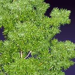 10 Semi di Ming Farn 2044 (Asparagus Myriocladus)