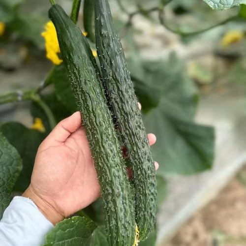 gurken kräutergarten küche Cucumis sativus - snackgurken zimmerpflanzen gurke gewächshaus balkon Gurkenpflanzen salatgurken dachbegrünung pflanztopf exotische zimmerpflanzen hochbeete 2000samen