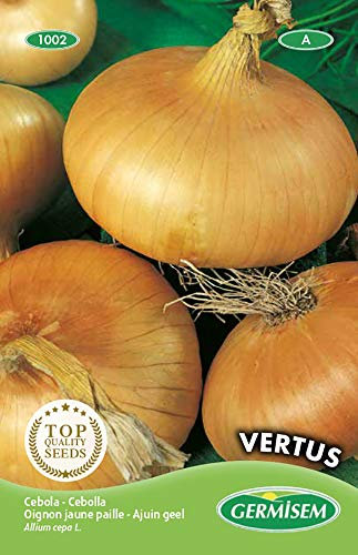 Germisem graines Oignon jaune paille VERTUS