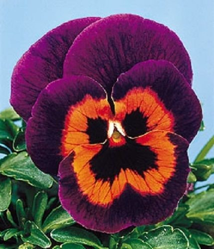 50 Semi Pansy Joker Poker Face Pansy Semi