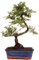 Bonsai - Ulmus parvifolia, Chinesische Ulme 223/45