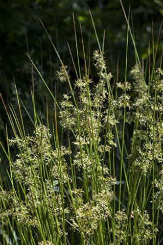 Flatter-Binse im Topf Juncus effusus Sumpfpflanze Teichpflanze winterhart | Sommergrün, buschig aufrecht, 30-150 cm, Blütezeit Juni bis August, sonnig bis halbschattig, Teichrand und Sumpfbeet