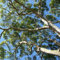1000 Eukalyptus Samen Eukalyptus Pflanze Samen Winterhart Eukalyptus Baum Eukalyptusbaum Pflanzensamen Winterharte Pflanzen Für Garten Geschenk
