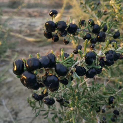 Schwarz Goji Beeren, Wolfsbeere, Lycium ruthenicum, goji beeren strauch, küchenkräuter gojibeeren 300Samen