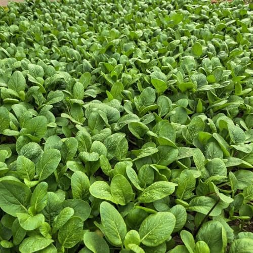 semi di pak choi balcone esotiche biologici varietà antiche 250pcs