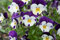 Pansy cornutoJohnny Jump Up; viola cornuto - semi