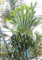 Hirschhorn Farn Spore Platycerium Colonarium 4000 Sporen
