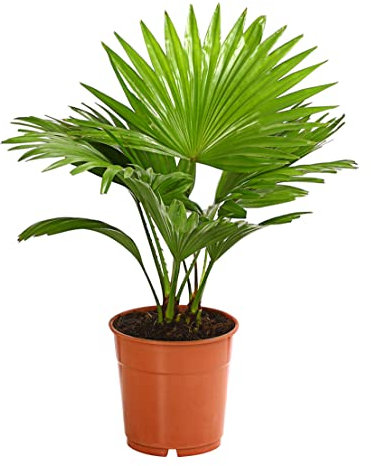 Dehner Rundblättrige Schirmpalme, Livistona rotundifolia, fächerartige Blätter, 30-40 cm, Ø Topf 12 cm, Zimmerpalme