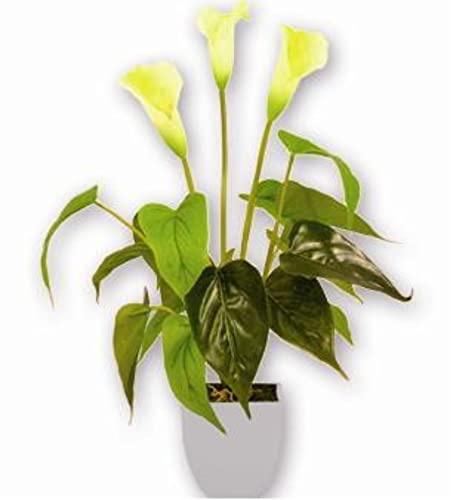 VEA SRL Pflanze GR. Calla Ass Chi 30277