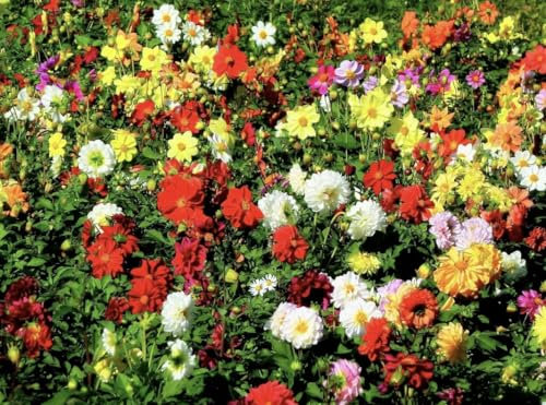 Dahlia Unwins Ideal Bedding Mixed Variabilis Flower Graden Balcony, 150 Seeds