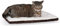 K&H Pet Products Selbstwärmende Katzenbettauflage, selbstheizende thermische Katze und Hund, Katzenwärmermatte für Wild- und Indoor-Katzen, Haferflocken/Schokolade, 53,3 x 43,2 cm