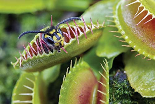 10 Seeds Venus Fly Trap Seeds, Dionaea Muscipula, Bonsai Carnivorous Plant Seeds,