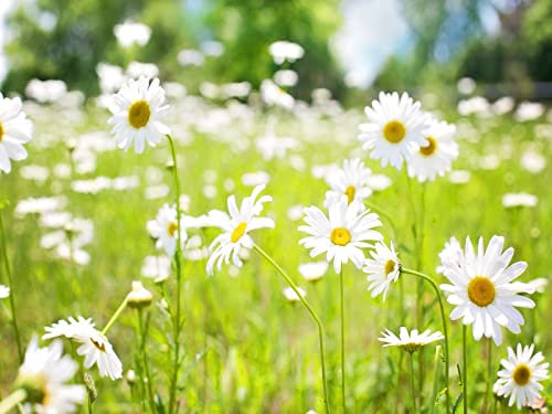 Fototapete 3D Effekt Weiße Wildblumen Frische Wiese Fototapete Vlies Tapete Bilder Wand Wanddeko Dekoration 400x280cm