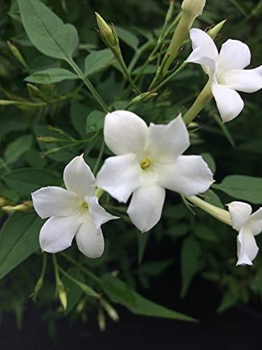 Jasmine Officinale x 2 Plants - Star Jasmine Plants in 9cm Pots