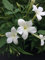 Jasmine Officinale x 2 Plants - Star Jasmine Plants in 9cm Pots