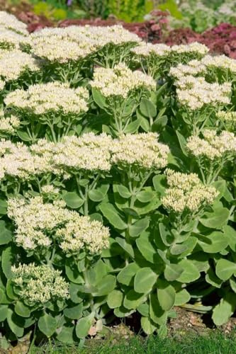Sedum spectabile 'Stardust' 9x9 cm Topf – Winterhart, Mehrjährig, Pflegeleicht – Hohe Fetthenne – Staude für Beet & Steingarten