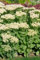 Sedum spectabile 'Stardust' ca. 9x9 cm Topf - Fetthenne, weiße Blüten, Blütezeit August-Oktober, ideal für Steingärten, trockenheitsresistent, pflegeleicht