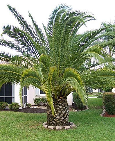 Portal Cool Kanche Palm Tree- Phoenix Canariensis- Finest 5 Seeds - Palm Seeds