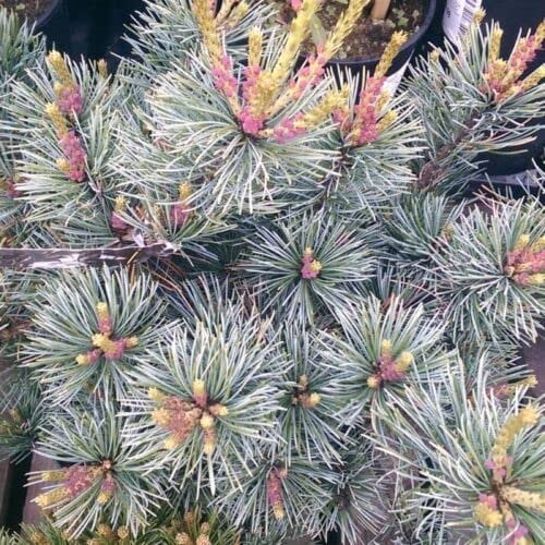 Pianta di PINUS PARVIFLORA 'NEGISHI' Conifera Sempreverde Foto Reali