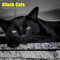 Black Cats Kalender 2024 | quadratischer Wandkalender | 16 Monate | Baker and Bray