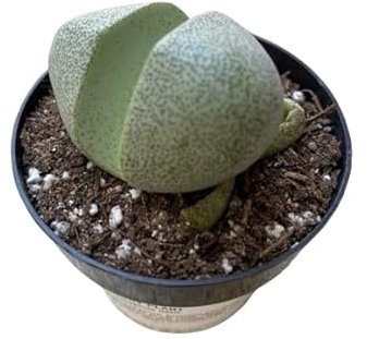 Planta Piedra Viva Exótica Lithops Natural en Maceta Elegante de 5 cm
