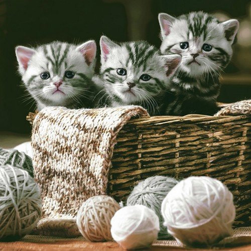 20 Servietten Niedliche Katzen im Korb/Tiere/Tiermotiv 33x33cm