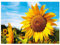 Ideen mit Herz 5D Diamond Painting | Diamant Painting Set | Motiv: 35 x 25 cm | Leinwand: 30 x 40 cm | runde Steinchen | inkl. Zubehör | Verschiedene Bilder zur Auswahl (Sonnenblume)