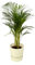 Trendyplants - Arecapalme - ↨85cm - Ø19cm inklusive elho Greenville Rund weiß Ø24cm x ↨23cm