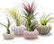 Kagodri Macetas, 5 Unidades de Maceta Colgante de Erizo de mar para Plantas de Aire, contenedor de exhibición de suculentas para decoración de jardín en el hogar