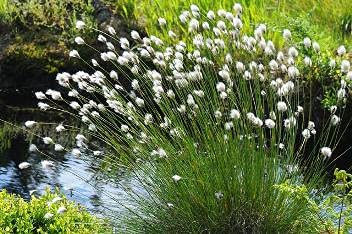 Carbeth Plants Pond Plants for Small Ponds -3 X 9cm Pot Eriophorum Angustifolium Cottongrass - Live Marginal Ponds Plant - Low Maintenance Perennial Outdoor Pond Plant