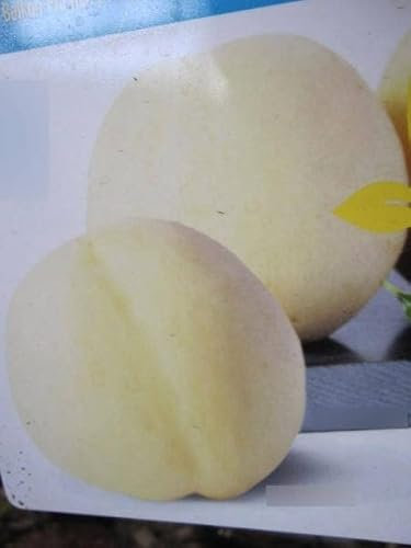 Prunus persica Ice Peach - Pfirsich Ice Peach