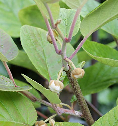 männliche Kiwi Male 80-100cm - Actinidia chinensis - lebende Gartenpflanze aus den Baumschulen