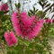 30 pcs zylinderputzer pflanze samen, winterharte pflanzen für garten, bio saatgut (Callistemon rigidus) gartenpflanzen winterhart, pflanzen winterhart baumsamen, zimmerpflanzen winterharte