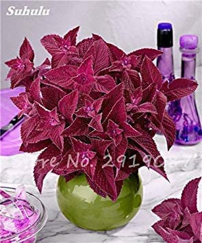 Semillas de menta de limón rojo, menta verde, 100 piezas, semillas comestibles de hierbas, cuatro estaciones, planta en maceta o vegetales orgánicos para jardín 2