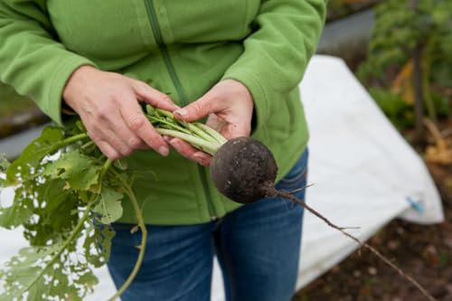 Semi di rafano o ramolaccio Nero Tondo d'Inverno Semina Primavera-Estate, Semi di Ortaggi, Radice Nera Invernale, Black horseradish seeds