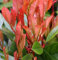 Glanzmispel Red Robin 60-80cm - Photinia fraseri