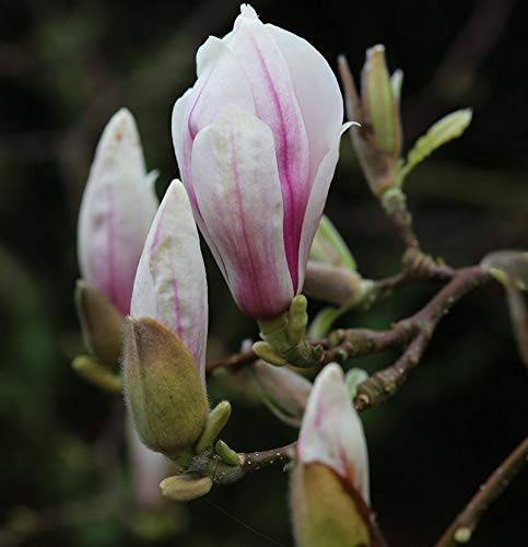 Tulpen Magnolie 125-150cm - Magnolia soulangiana - lebende Gartenpflanze aus den Baumschulen