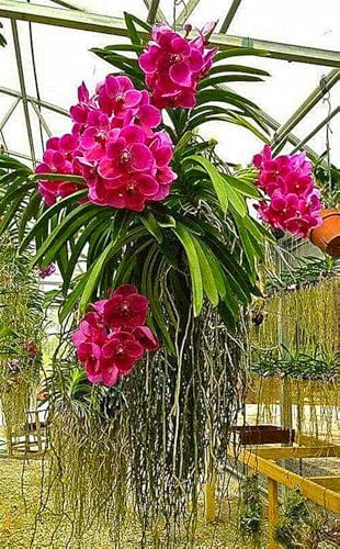 Cymbidium Rhizome,Winterhart TopfRhizome,Cymbidium Rhizome,Winterharte,Winterhart MehrjäHrig-3 Rhizome-C