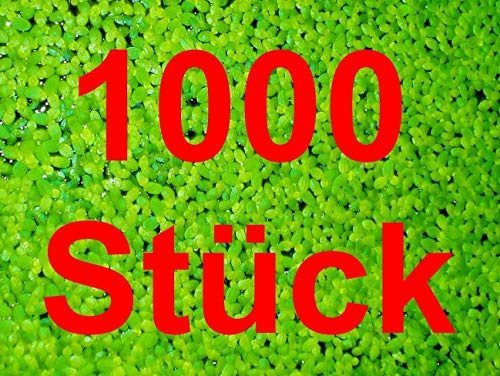 Portal Cool Duckweed 1000 PC *** Lemna Sch Anti-n Teich Aquarium