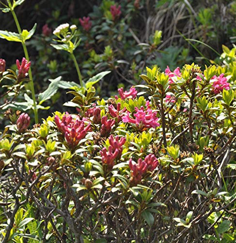 Rostblättrige Alpenrose 10-15cm - Rhododendron ferrugineum - Gartenpflanze