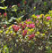 Rostblättrige Alpenrose 10-15cm - Rhododendron ferrugineum - Gartenpflanze