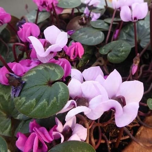 6x Frühlings Alpenveilchen - Cyclamen coum - Topf 9x9cm