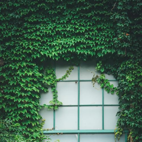 150 pz Semi di Parthenocissus tricuspidata (vite vergine) Le piante perenni sono piante perenni resistenti le piante di vite sono resistenti pianta da balcone piante resistenti all'esterno